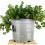 Sedum Salsa Verde (vaso de 8 cm Ø)