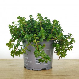 Sedum Salsa Verde (pot 8 cm Ø)