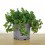 Sedum Salsa Verde (pot 8 cm Ø)