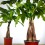 Pachira aquatica (pot 12 cm Ø)