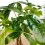 Pachira aquatica (pot 12 cm Ø)