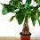 Pachira aquatica (pot 12 cm Ø)