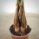 Pachira aquatica (pot 12 cm Ø)