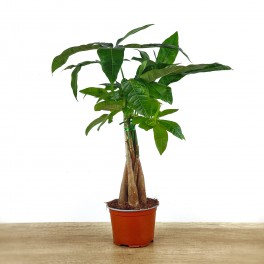 Pachira aquatica (pot 12 cm Ø)