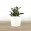 Cactus et succulentes pour evénements