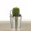 Cactus et succulentes pour evénements