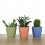 Cactus et succulentes pour evénements