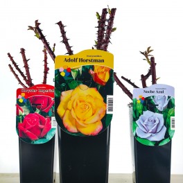 Rosal Grandiflora en maceta, colores a escoger
