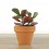 Cactus et succulentes pour evénements