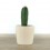 Cactus et succulentes pour evénements