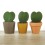 Cactus et succulentes pour evénements