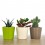 Cactus et succulentes pour evénements