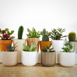 Cactus et succulentes pour evénements