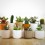 Cactus et succulentes pour evénements