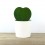 Cactus et succulentes pour evénements