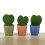 Cactus et succulentes pour evénements