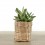 Cactus et succulentes pour evénements