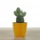 Cactus et succulentes pour evénements