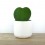 Cactus et succulentes pour evénements