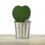 Cactus et succulentes pour evénements