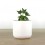Cactus et succulentes pour evénements