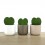 Cactus et succulentes pour evénements