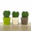 Cactus et succulentes pour evénements