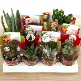Cactus de Noël (pot 7,5 cm ø)