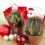 Cactus de Noël (pot 7,5 cm ø)