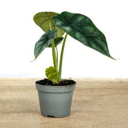 Alocasia Amazònica (test 17 cm ø)