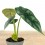 Alocasia Amazònica (test 17 cm ø)
