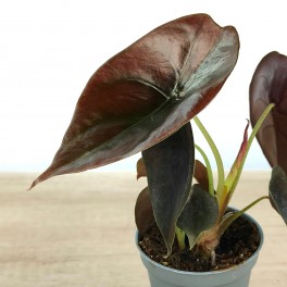 Alocasia Cuprea (pot 6 cm Ø)