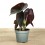 Alocasia Cuprea (pot 6 cm Ø)