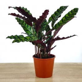 Calathea Lancifolia (maceta 14 cm ø)