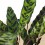 Calathea Lancifolia (maceta 14 cm ø)