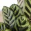 Calathea Makoyana (maceta 14 cm ø)