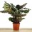 Calathea Makoyana (pot 14 cm ø)
