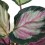 Calathea Roseopicta Rosy (vaso 12 cm ø)