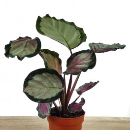 Calathea Roseopicta Rosy (vaso 12 cm ø)