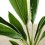 Cordyline New Conga (test 19 cm ø)