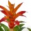 Guzmania tradicional cors (vaso 13 cm ø)