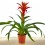Guzmania traditionnel couleurs (pot 13 cm ø)