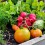 Hort d’estiu: tot el planter que necessites per al teu hort
