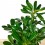 Pittosporum Tobira (pot 15 cm ø)