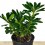 Pittosporum Tobira (maceta 15 cm ø)