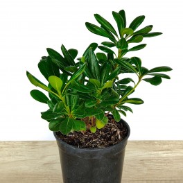 Pittosporum Tobira (pot 15 cm ø)