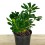 Pittosporum Tobira (pot 15 cm ø)