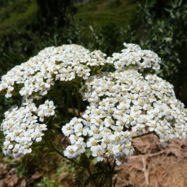 Semilla milenrama (achillea millefolium) (tradicional catalán)