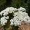 Semilla milenrama (achillea millefolium) (tradicional catalán)