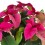 Ponsetia o Flor de Pascua fucsia (maceta 13 cm ø)